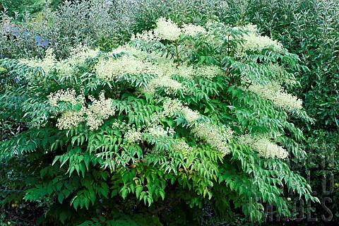 Japanese_Angelica_tree_Aralia_elata_in_summer_bloom_in_a_garden_Finistre_Brittany_France