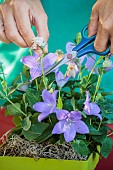 Cleaning faded flowers from a pot-grown platycodon on a balcony.