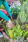 Planting a platycodon in a bed in summer.