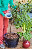 Harvesting plums from a plum tree grown in a pot on a terrace.