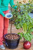 Harvesting plums from a plum tree grown in a pot on a terrace.