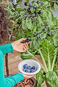 Harvesting plums from a plum tree grown in a pot on a terrace.