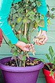 Cleaning a groundcherry (Physalis peruviana) grown in a pot on a terrace