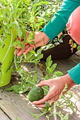 Monitoring the growth of a watermelon Sugar Baby fruit grown in a pot on a terrace.