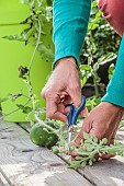 Pruning of a watermelon plant grown in a pot on a terrace: the stems are shortened upstream of the fruit that has formed, to keep only one fruit per plant.