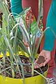 Application of organic fertiliser powder to leeks grown in pots on a terrace.