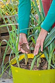 Application of organic fertiliser powder to leeks grown in pots on a terrace.