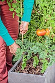 Staking a tomato plant grown in a pot on a terrace.