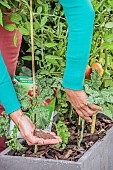 Application of organic fertiliser powder to a tomato plant grown in a pot on a terrace.