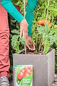 Application of organic fertiliser powder to a tomato plant grown in a pot on a terrace.