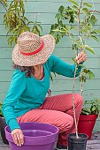 Woman planting a cherry tree on a terrace.