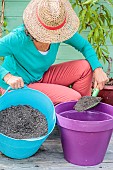 Woman planting a cherry tree on a terrace.