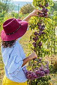 Woman harvesting apples. Early columnar variety Chinon, with purple skin.