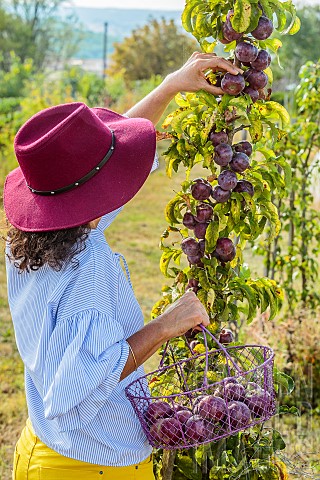 Woman_harvesting_apples_Early_columnar_variety_Chinon_with_purple_skin