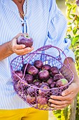 Woman harvesting apples. Early columnar variety Chinon, with purple skin.