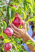 Woman harvesting apples. Early columnar variety Chinon, with purple skin.