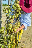 Woman harvesting Willams pears on a trellised pear tree in September.