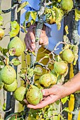 Woman harvesting Willams pears on a trellised pear tree in September.