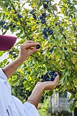 Woman harvesting plums (late variety Datil, with small fruits) in September.