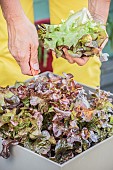 Harvest of a pot-grown Oakleaf lettuce.