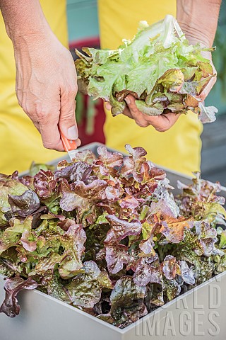Harvest_of_a_potgrown_Oakleaf_lettuce