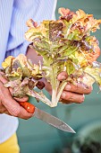 Freshly harvested Oakleaf lettuce.