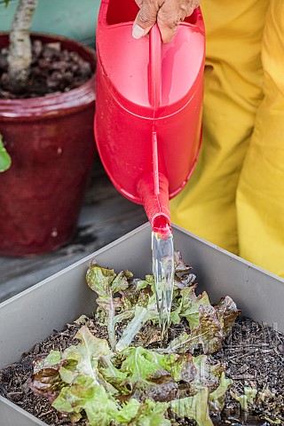 Watering_an_oak_leaf_lettuce_grown_in_a_container_on_a_terrace