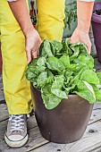 Woman examining an escarole grown in a pot on a terrace.