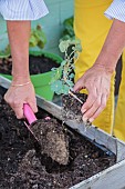 Woman planting a nasturtium plant in a mini vegetable garden on a terrace.