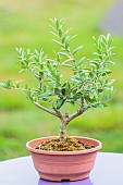 Potting a pruned olive tree in a pot, step by step. Pre-bonsai as commercially available.