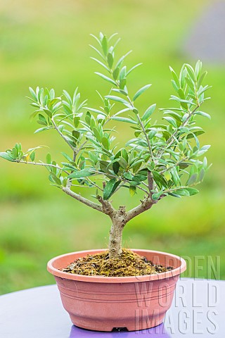 Potting_a_pruned_olive_tree_in_a_pot_step_by_step_Prebonsai_as_commercially_available