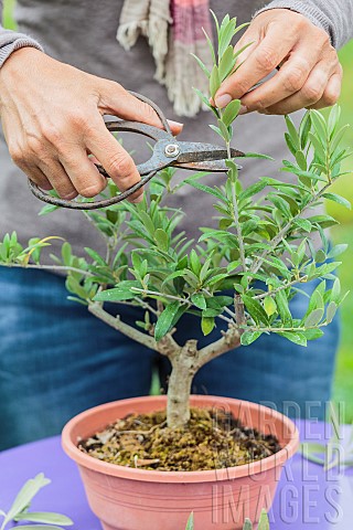 Potting_a_pruned_olive_tree_in_a_pot_step_by_step_Training_pruning