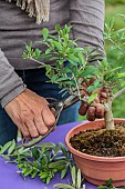Potting a pruned olive tree in a pot, step by step. Training pruning.