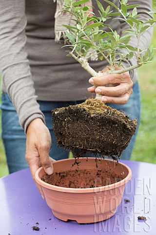 Repotting_a_bonsai_olive_tree_in_a_pot_step_by_step_Removing_the_potting_material