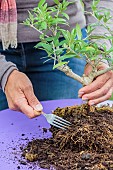 Repotting a bonsai olive tree in a pot, step by step. Reducing the volume of the root ball with an old fork.