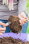 Repotting a bonsai olive tree in a pot, step by step. Reducing the volume of the root ball with an old fork.