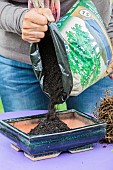 Potting a pruned olive tree in a pot, step by step. Preparation of the planting bed in the bonsai bowl.