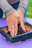 Potting a bonsai olive tree in a pot, step by step. Preparing the bed by making a mound in the bowl before planting.