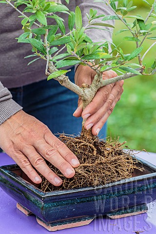 Potting_a_bonsai_olive_tree_in_a_pot_step_by_step_Positioning_the_tree_in_the_bonsai_pot