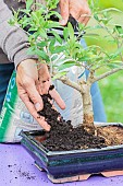 Potting a pruned bonsai olive tree in a pot, step by step. Filling with bonsai substrate.