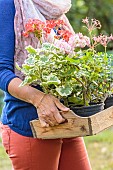 Woman carrying a box of flowering pelargoniums.