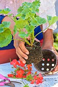 Preparing a Pelargonium for winter. Step 1: Remove the plant from its pot.