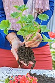 Preparing a pelargonium for winter. Step 2: expose the roots.