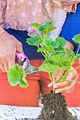 Preparing a pelargonium for winter. Step 3: Remove all foliage.