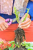 Preparing a pelargonium for winter. Step 4: Pelargonium ready for winter, upside down or in newspaper.