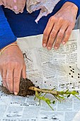 Preparing a pelargonium for winter. Step 5: Wrap in newspaper before storing in the cellar.