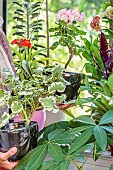 Woman bringing in pelargoniums indoors against a window