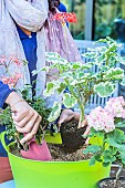 Woman putting a pelargonium in the sand for the winter