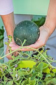 Harvesting a Sugar Baby watermelon grown in a pot on a terrace.