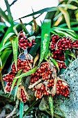 Decorative fruiting of Stinking Gladwyn (Iris foetidissima) in autumn.